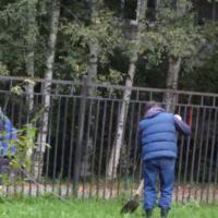 Посадка кустарников